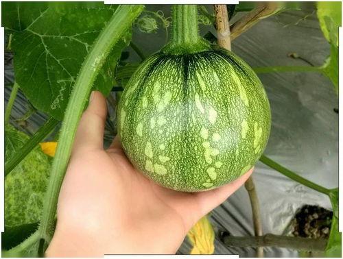 黑料吃瓜网apk普通安装 